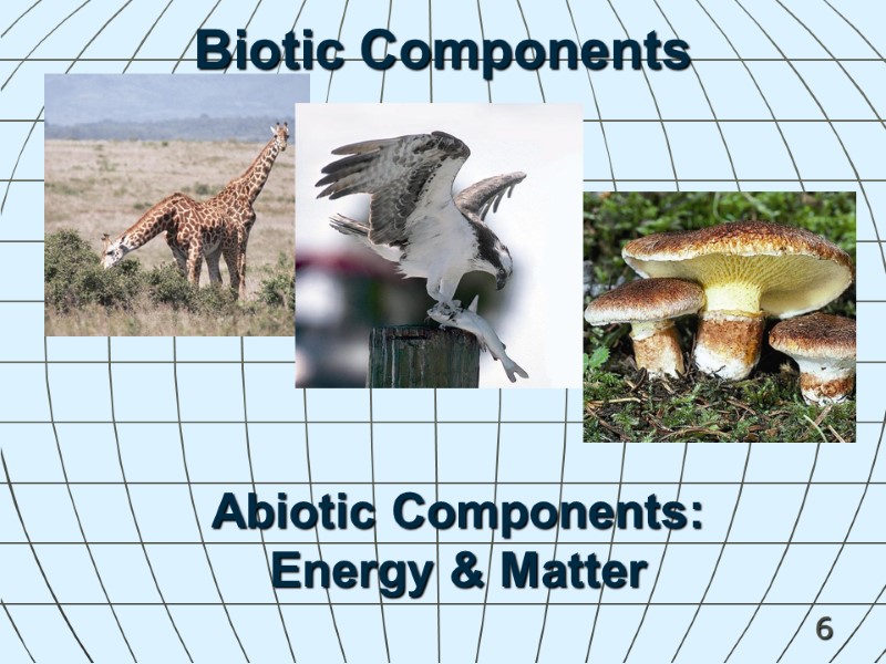 6 Biotic Components Abiotic Components:  Energy & Matter